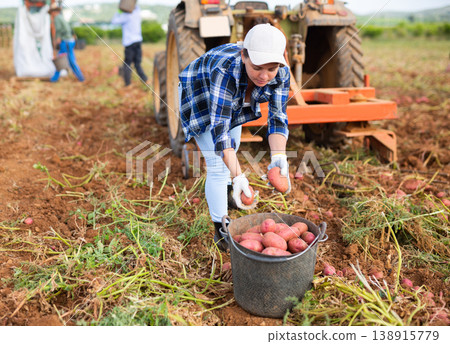Woman farm worker picking potato tubers into bucket in field Woman farm worker picking potato tubers into bucket in field 138915779