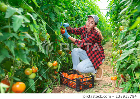 Young female farm worker harvesting tomatoes on vegetable plantation Young female farm worker harvesting tomatoes on vegetable plantation 138915784