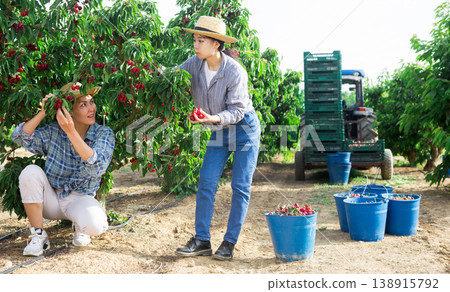 Farmers team harvest ripe cherries in garden Farmers team harvest ripe cherries in garden 138915792