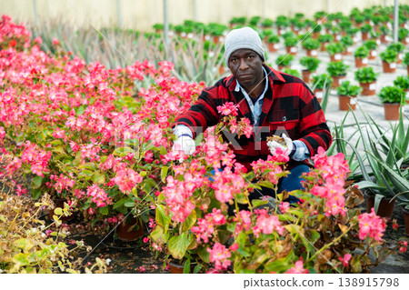 Male florist working with begonia plants 138915798