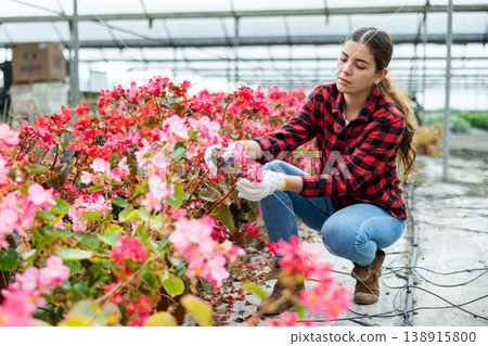 Woman farm worker carring for pink begonia 138915800