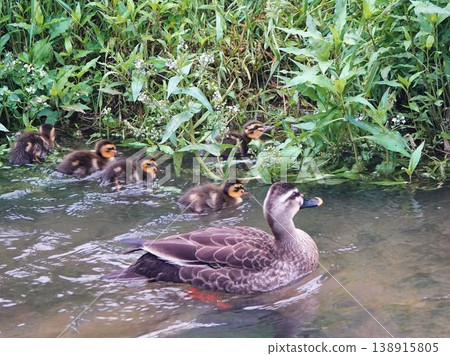 Parent and child of the duck duck swimming in the river Parent and child of the duck duck swimming in the river 138915805