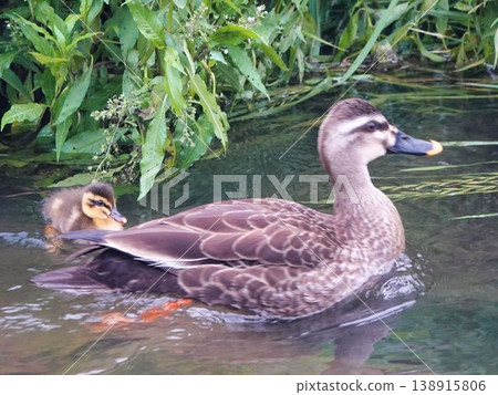 Swimming in a pond Swimming in a pond 138915806