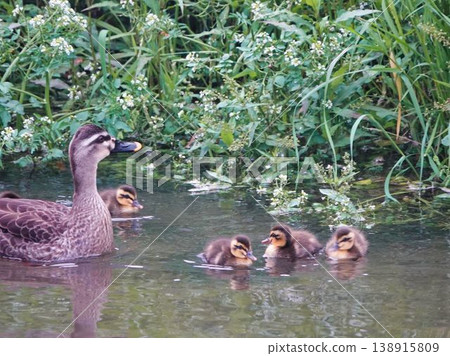 A mother and her ducklings swimming in a pond 138915809