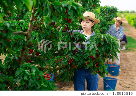 Women picking cherry Women picking cherry 138915816