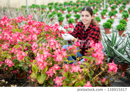 Woman farm worker carring for pink begonia 138915817