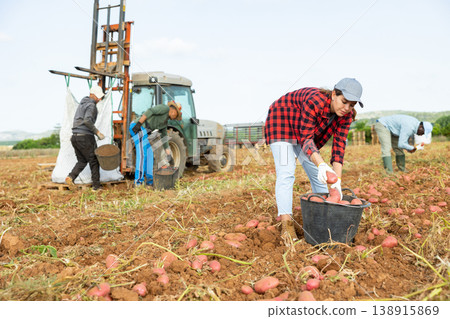 Woman agriculturist gathering potatoes from ground Woman agriculturist gathering potatoes from ground 138915869