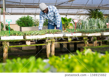 Male greenhouse worker carries a box of basil sprouts in hands Male greenhouse worker carries a box of basil sprouts in hands 138915882