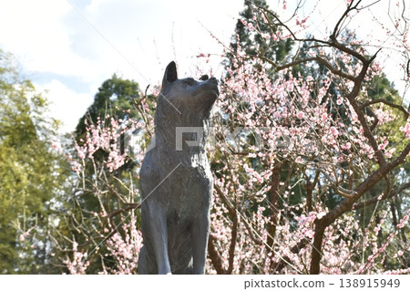 A lovely splash of color that heralds spring ~The reclining plum tree at Fujikawa Tenjin Shrine~ A lovely splash of color that heralds spring ~The reclining plum tree at Fujikawa Tenjin Shrine~ 138915949