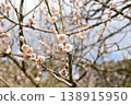 A lovely splash of color that heralds spring ~The reclining plum tree at Fujikawa Tenjin Shrine~ 138915950