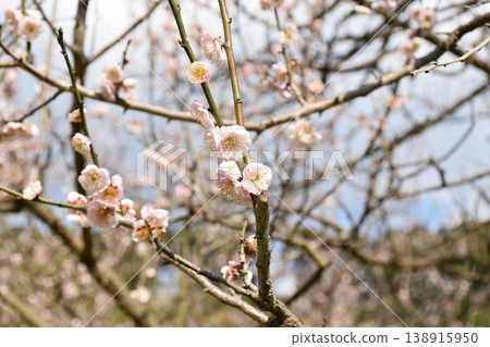 A lovely splash of color that heralds spring ~The reclining plum tree at Fujikawa Tenjin Shrine~ A lovely splash of color that heralds spring ~The reclining plum tree at Fujikawa Tenjin Shrine~ 138915950