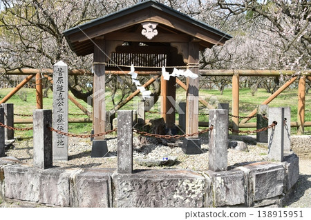 A lovely splash of color that heralds spring ~The reclining plum tree at Fujikawa Tenjin Shrine~ A lovely splash of color that heralds spring ~The reclining plum tree at Fujikawa Tenjin Shrine~ 138915951