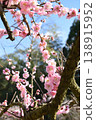 A lovely splash of color that heralds spring ~The reclining plum tree at Fujikawa Tenjin Shrine~ 138915952