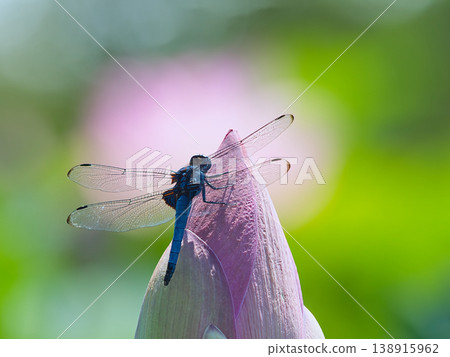 適合蓮花芽的蜻蜓 138915962