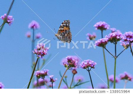 A butterfly looking for honey A butterfly looking for honey 138915964