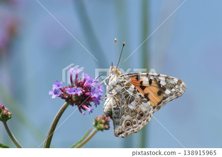 Butterfly resting on verbena Butterfly resting on verbena 138915965