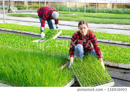 Young woman farmer puts a cassette with seedlings of ornamental grass in a row Young woman farmer puts a cassette with seedlings of ornamental grass in a row 138916003