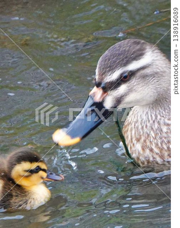 Spot-billed duck chicks swimming 138916089