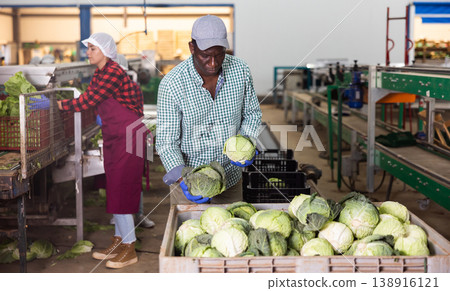 African american man inspects cabbage for freshness 138916121