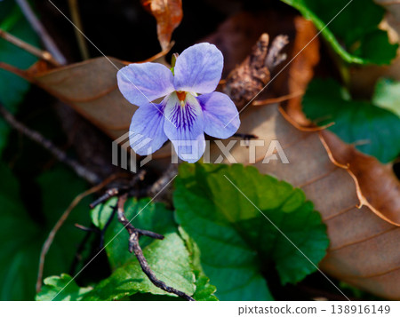 The wild flower Viola grypoceras heralds the arrival of spring. The wild flower Viola grypoceras heralds the arrival of spring. 138916149