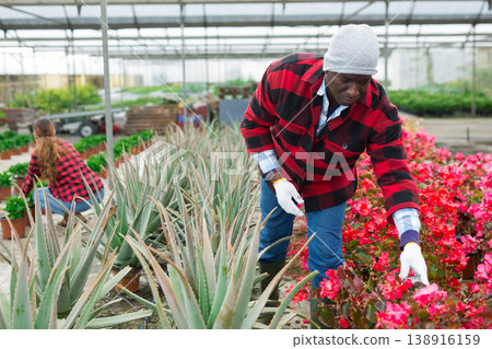 African american farmer checks begonia semperflorens in pots 138916159