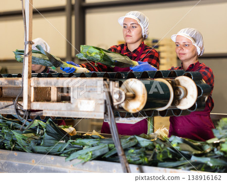 Young women farmers sort leeks 138916162