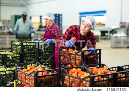 Young farmer woman inspects freshly picked tomatoes Young farmer woman inspects freshly picked tomatoes 138916163