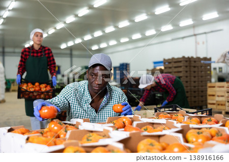 Hardworking african american farmer inspects tomatoes Hardworking african american farmer inspects tomatoes 138916166