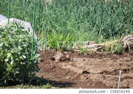 A female pheasant bathing in the soil in a field. 138916249