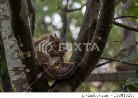 Squirrel eating walnuts on a tree Squirrel eating walnuts on a tree 138916255