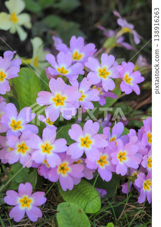 Beautiful purple common primrose flowers blooming in spring garden showing natural growth and beauty Beautiful purple common primrose flowers blooming in spring garden showing natural growth and beauty 138916263