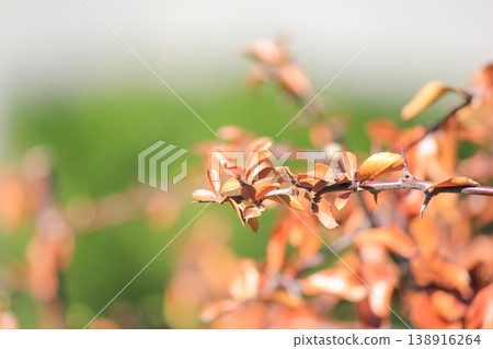 Bright orange leaves and thorns of Berberis thunbergii in spring garden under soft natural sunlight Bright orange leaves and thorns of Berberis thunbergii in spring garden under soft natural sunlight 138916264