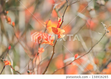Bright orange young leaves of Spiraea japonica Goldflame in spring garden under warm natural light Bright orange young leaves of Spiraea japonica Goldflame in spring garden under warm natural light 138916265
