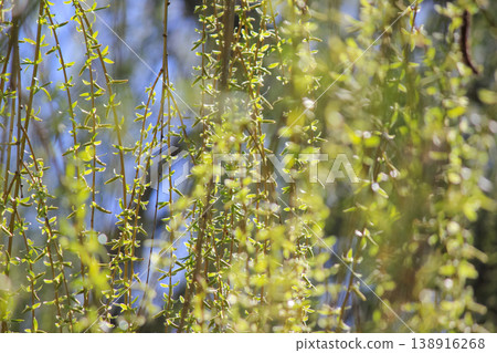 Fresh green leaves of weeping willow branches in spring sunlight creating a peaceful natural scene Fresh green leaves of weeping willow branches in spring sunlight creating a peaceful natural scene 138916268