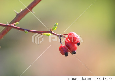 Red rose hips on a branch with new green leaves in spring garden under bright natural sunlight Red rose hips on a branch with new green leaves in spring garden under bright natural sunlight 138916272