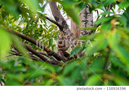 Squirrel eating walnuts on a tree 138916396