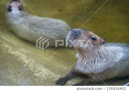 Capybara soaked in water Capybara soaked in water 138916402
