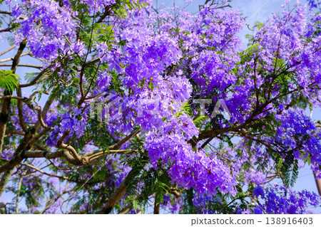 Jacaranda flowers in full bloom Jacaranda flowers in full bloom 138916403