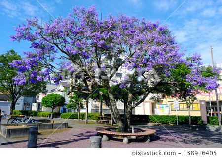 Summer Jacaranda Summer Jacaranda 138916405