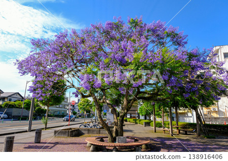 藍花楹景觀 藍花楹景觀 138916406