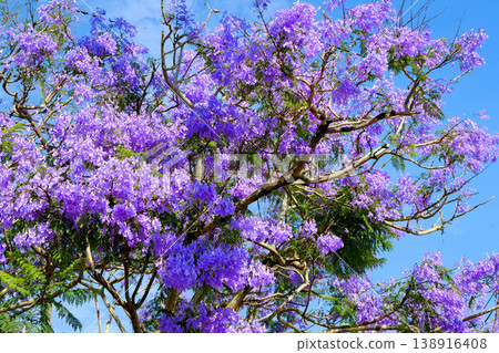 Jacaranda in the blue sky Jacaranda in the blue sky 138916408