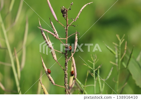 Coccinella septempunctata preying on aphids 138916410