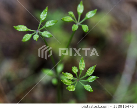 Coptis japonica, a medicinal herb endemic to Japan, belonging to the Ranunculaceae family. Coptis japonica, a medicinal herb endemic to Japan, belonging to the Ranunculaceae family. 138916476