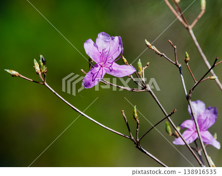 Spring in Satoyama, decorated with crimson-purple flowers. 138916535