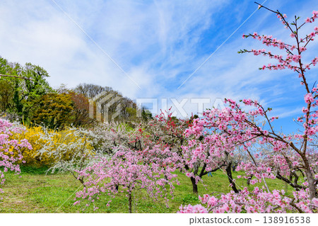 春天，桃花盛開，福島飯坂溫泉，花桃之鄉（桃花村） 138916538