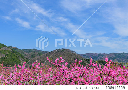 春天，桃花盛開，福島飯坂溫泉，花桃之鄉（桃花村） 138916539