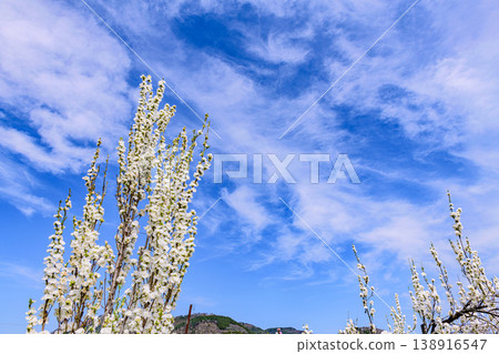 Springtime, peach blossoms in full bloom, Fukushima Iizaka Onsen, Hanamomo no Sato (Peach Blossom Village) Springtime, peach blossoms in full bloom, Fukushima Iizaka Onsen, Hanamomo no Sato (Peach Blossom Village) 138916547