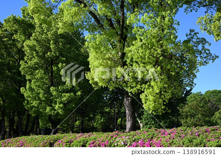 Fresh green park Fresh green park 138916591