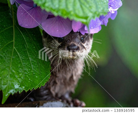 繡球花下的水獺 138916595