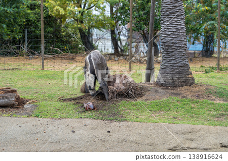 大食蟻獸正在尋找食物 138916624